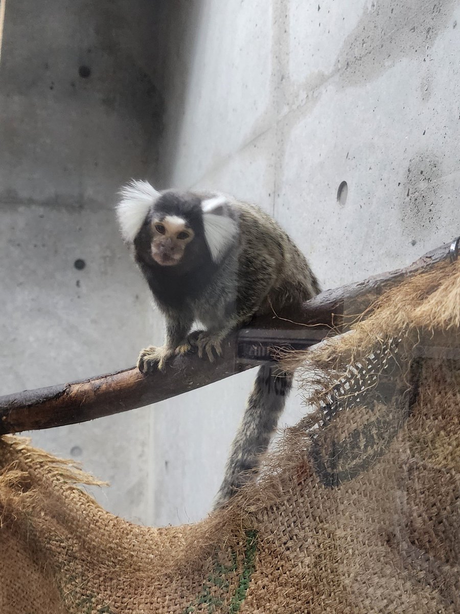 akito_scl's tweet photo. 大森山動物園の飼育員さんかいたコモンマーモセット。すきすぎる https://t.co/ZOpk1U6YQW
