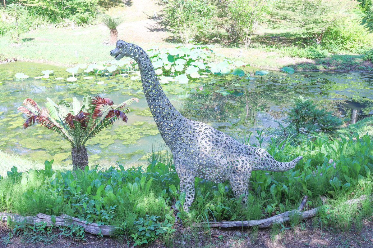 tottorihana's tweet photo. ✽*✽*✽
＃水上花壇 下の池の付近【＃古代の庭】が登場‼️

タイムスリップして恐竜が闊歩する古代の植生を再現した庭🐾

植栽したのは ＃ウォレマイパイン ＆＃ソテツ＆＃オオガハス🪷
恐竜のオブジェと記念撮影してみてね📸

※足元が滑りやすいので注意して下さいね🤗

#とっとり花回廊 https://t.co/CHxlTKj51Z