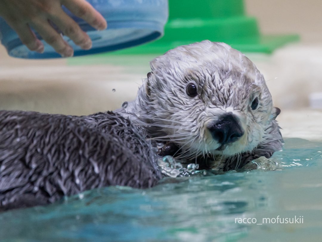 racco_mofusukii's tweet photo. 『こ、これはキラの氷ですからねっ!』

#鳥羽水族館 #ラッコのキラちゃん #seaotter https://t.co/mrup5IWo0j