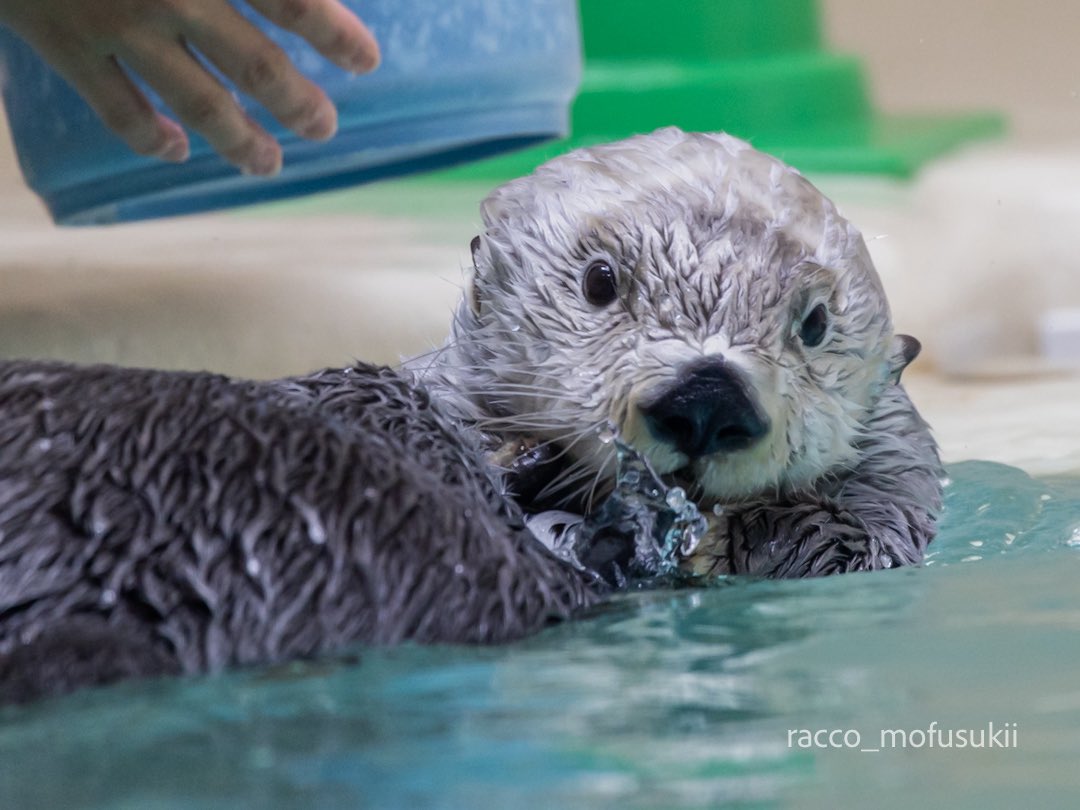 racco_mofusukii's tweet photo. 『こ、これはキラの氷ですからねっ!』

#鳥羽水族館 #ラッコのキラちゃん #seaotter https://t.co/mrup5IWo0j