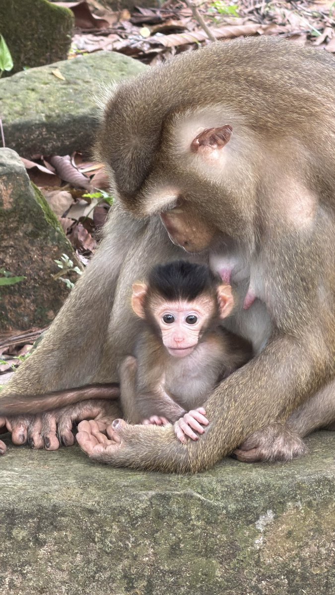 SarounSean's tweet photo. Let's Say Good Morning to Cutie Loren!

#babyloren #mommyluna #monkeyangkor https://t.co/ZP4qi3NSeo
