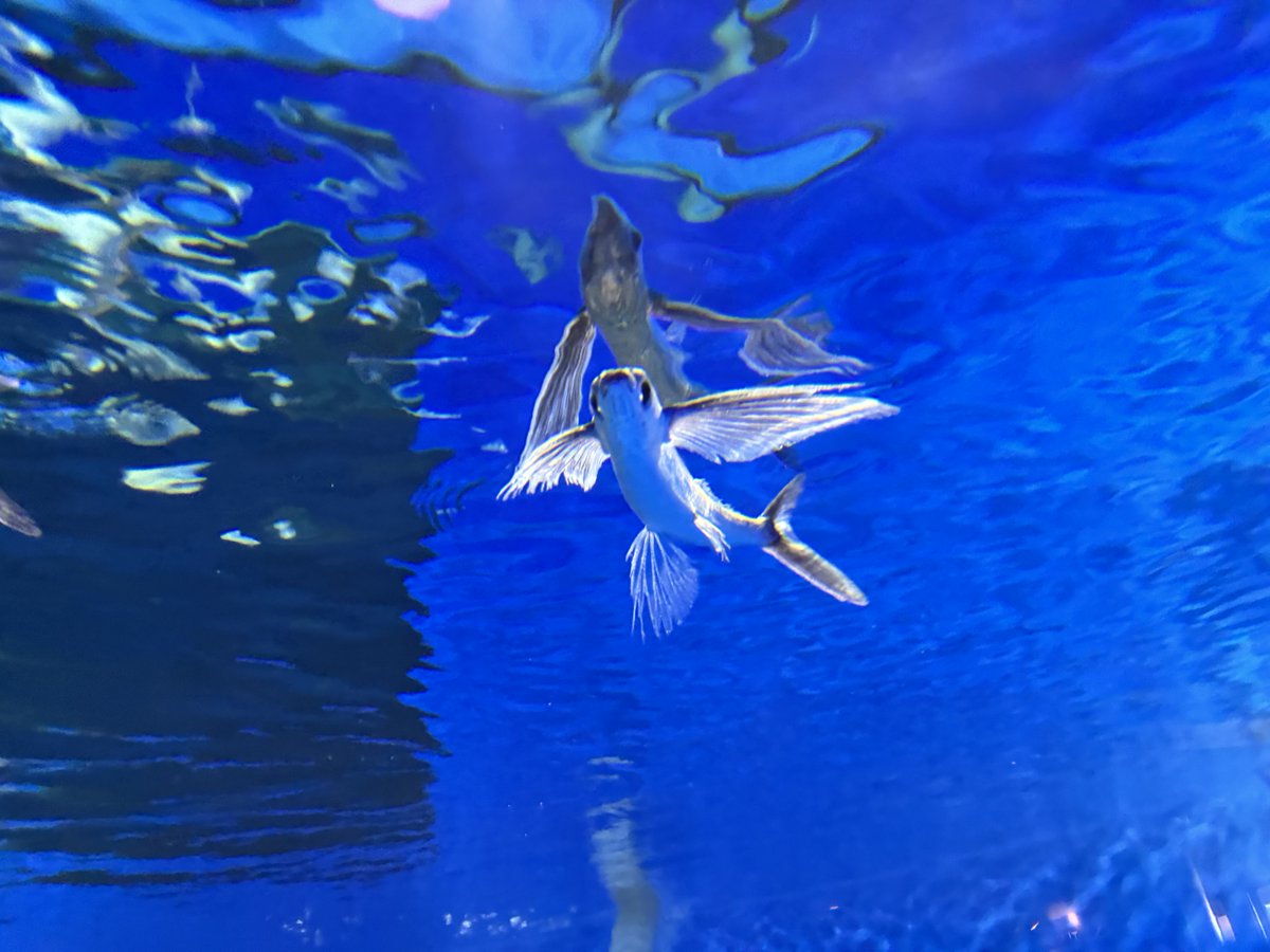 giko91's tweet photo. トビウオ🐟🪽 https://t.co/xTlsizuryL
