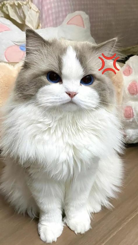 Julioissac1's tweet photo. صورة بدون فلتر لم تُعدَّل في الوقت المناسب ومع ذلك بدت رائعة، تبيّن أن الطبيعية هي الأجمل فعلًا.
plTy https://t.co/X7qn2iKtdA