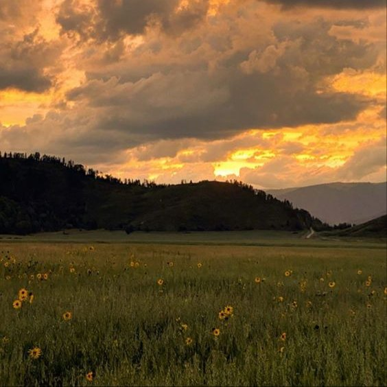 sunflowerchives's tweet photo. sunflower field. https://t.co/FmprzqrSti
