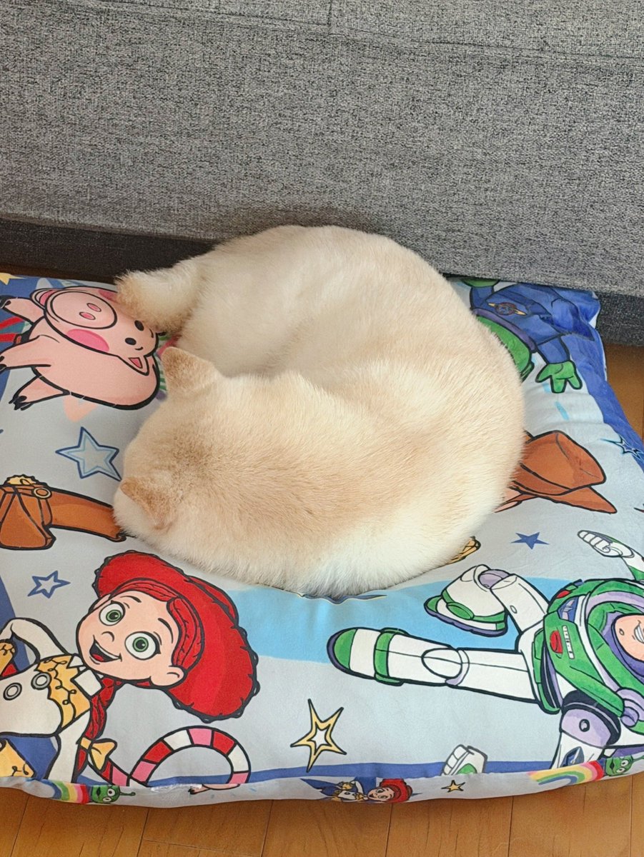 go20597673's tweet photo. お昼寝中💤

＃白柴　＃柴犬のいる暮らし https://t.co/BqoY1UBw5g