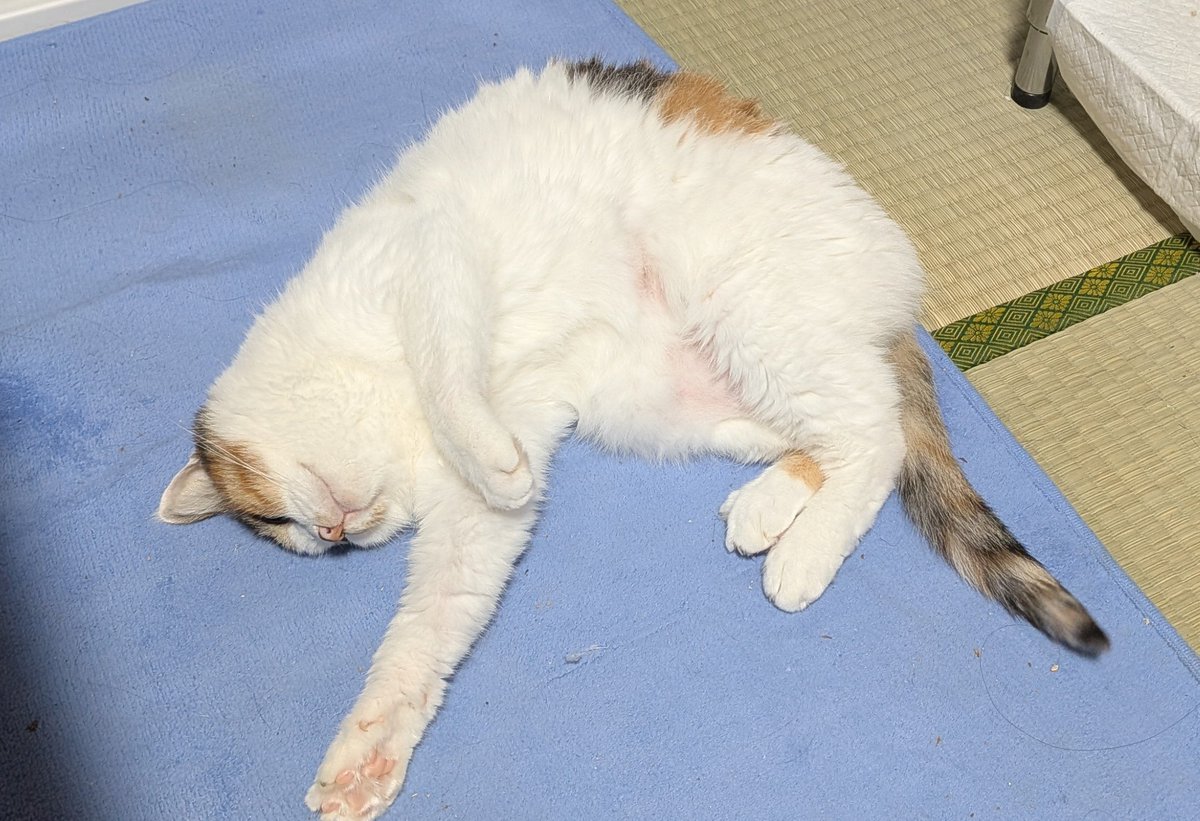 w74e96's tweet photo. のび〜る꜀(^｡  ̫｡^꜀  )꜆੭  ͗ ͗ https://t.co/aHcCPUz43a