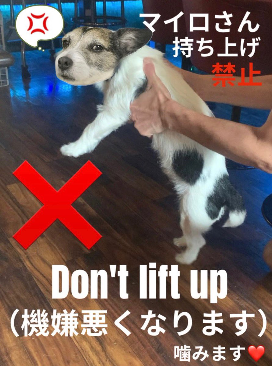 coriolis_OKI's tweet photo. 8月のシフトです。

※8/23（日）はオープン未定です。前日までにこちらのアカウントでお知らせします。

※シフトは予告なく変更する場合があります。

※可愛い小型犬2匹が常駐しています。

※臨時休業など営業日の変更はこちらのアカウントでお知らせします。ご来店前に確認お願いします。 https://t.co/iYNzdskv4T