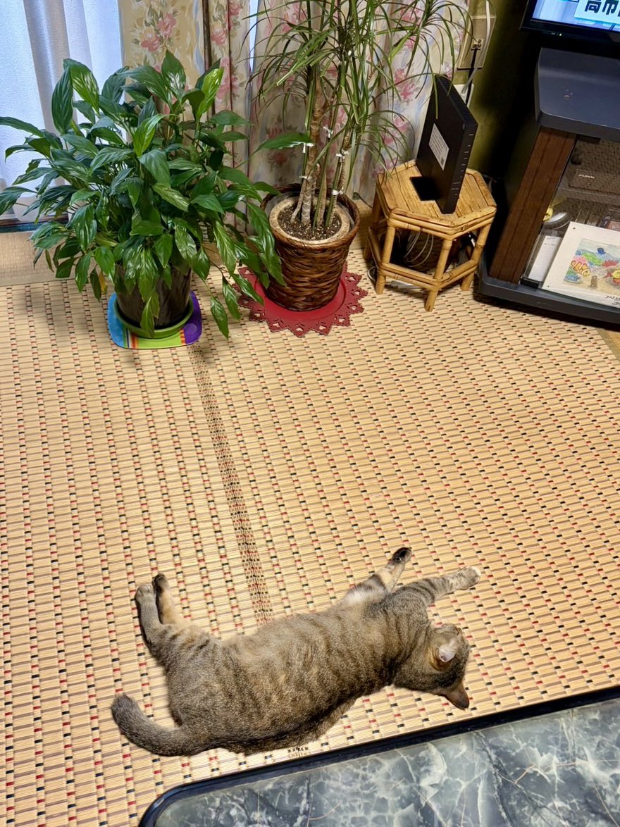 nekohakaba's tweet photo. 皆さんちのネコちゃんは元気にしてる？

これは母ちゃんちのネコ https://t.co/LiG1ajILvo