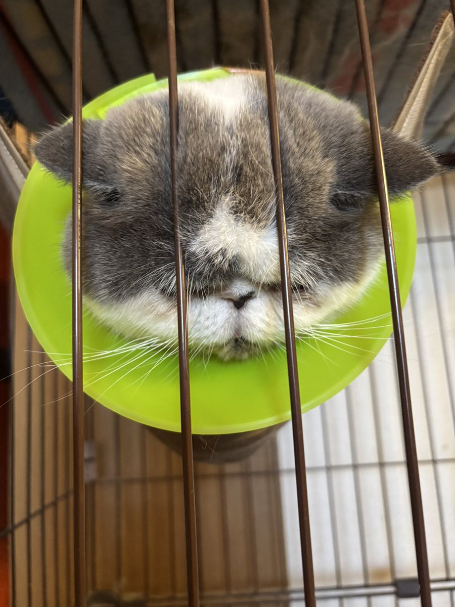 exotic5656's tweet photo. 左肘？らへんをかきむしって血が出ていたので病院で飲み薬をもらって、これ以上掻き毟らないようにマーカーコーンで作ったカラーをつけました。 https://t.co/5erKiGyluu