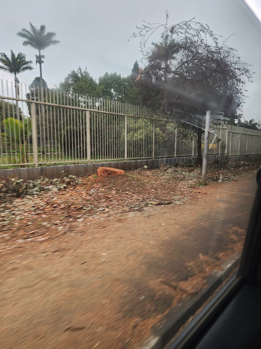 danaceda's tweet photo. This is the gate and fence of State House Nairobi. Why would the people who work here accept this type of thing for 2 weeks.

Beyond the cutting of the trees (which is wrong ) why is there no clean up crew? 

Who is in charge of this ??? https://t.co/eMxwGSFhc7