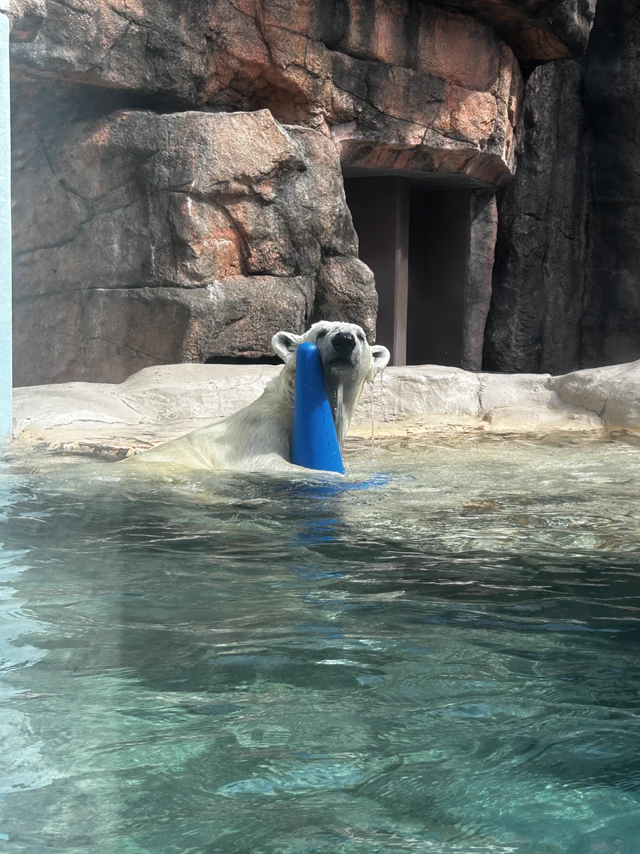 矢尾板 克則 フリーカップ　黄色&青　2個セット 静岡市立日本平動物園 on X: 