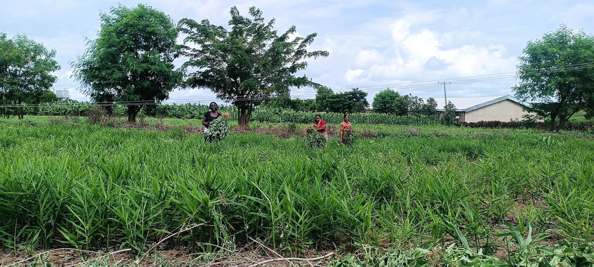 KevweUchechukwu's tweet photo. Think Climate Change: Did you know that the Red Napier grass is a high-yield, premium hybrid forage featuring distinctive reddish-purple stems, high crude protein content (18–24%), and superior drought tolerance?

@AGNES @GIZNIG_ECOWAS @NCCC
@ILRI @LiveSys

https://t.co/K5IMDSMK5Q