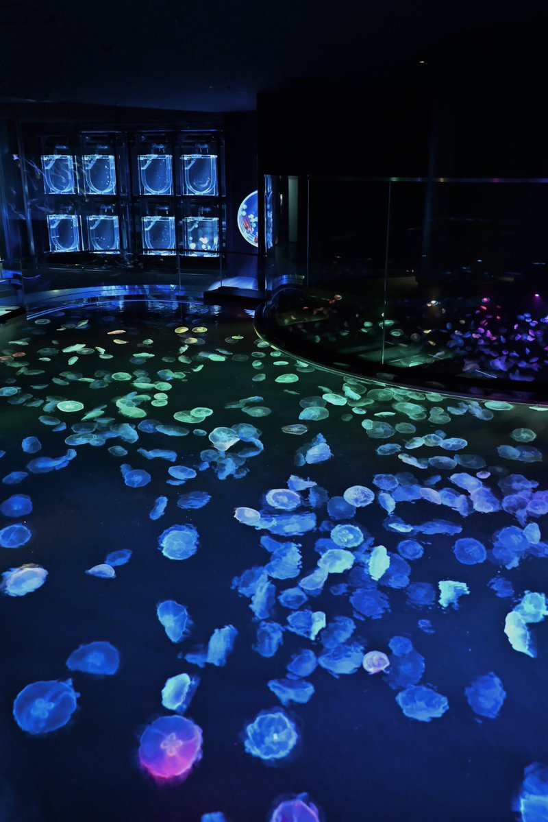 seichan2322's tweet photo. 『足元に広がる、小さな宇宙。』/すみだ水族館🪼
#クラゲ https://t.co/Y8d2uWMMux