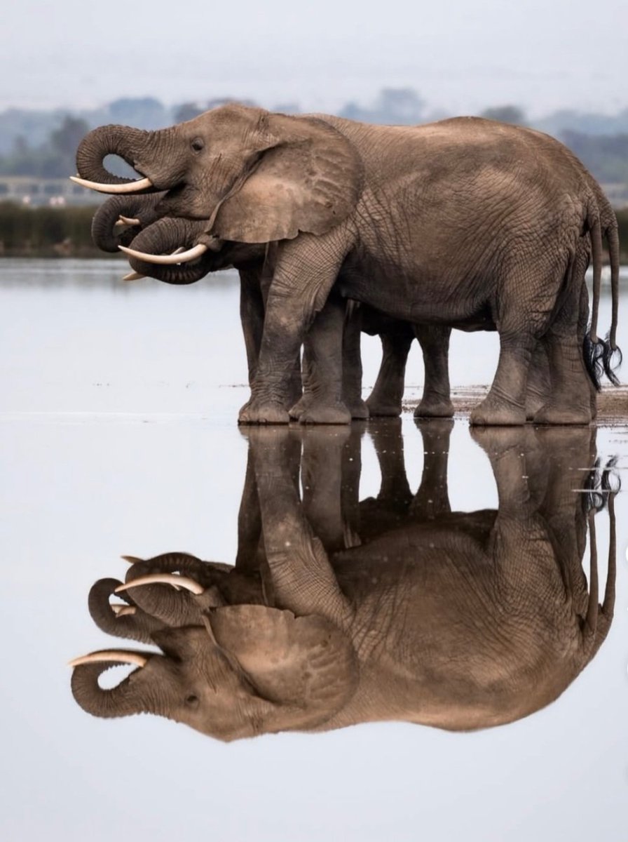 WildEarthHQ's tweet photo. Nature's finest mirror. 🌿💧 The reflection of a wild animal in crystal-clear water is a reminder that true beauty lies in harmony between wildlife and the natural world. Every ripple tells a story, and every reflection reveals the quiet elegance of the wild.

#Wildlife #Nature https://t.co/BDQ37cUe9i