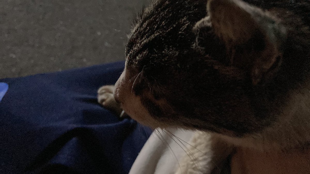 Fhdsf773fecc's tweet photo. 猫と仲良くなった
 #猫 
 #写真好きと繋がりたい https://t.co/Lhia0LMxPJ