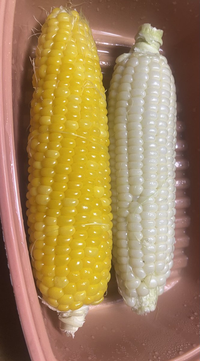 Heso_tanamachi's tweet photo. トウモロコシ初採れ、　甘い！
もいで最速で加熱するトウモロコシは本当に甘い
トウモロコシはもいだ瞬間から味が劣化するので最速で茹でればどんな産地のトウモロコシよりも味は勝る https://t.co/k1hpFyEpd5