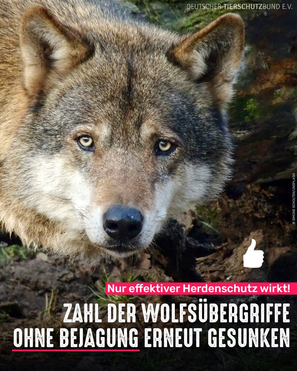 tierschutz_bund's tweet photo. Die Anzahl der Wolfsübergriffe auf Weidetiere ist 2025 erneut bundesweit gesunken: Gegenüber 2024 um 11 Prozent - die Anzahl der geschädigten "Nutztiere" um 13 Prozent. Dass die Risszahlen OHNE Bejagung weiter zurückgegangen sind, zeigt, dass nur effektiver Herdenschutz hilft. 👍 https://t.co/3ZHrAPgtRU