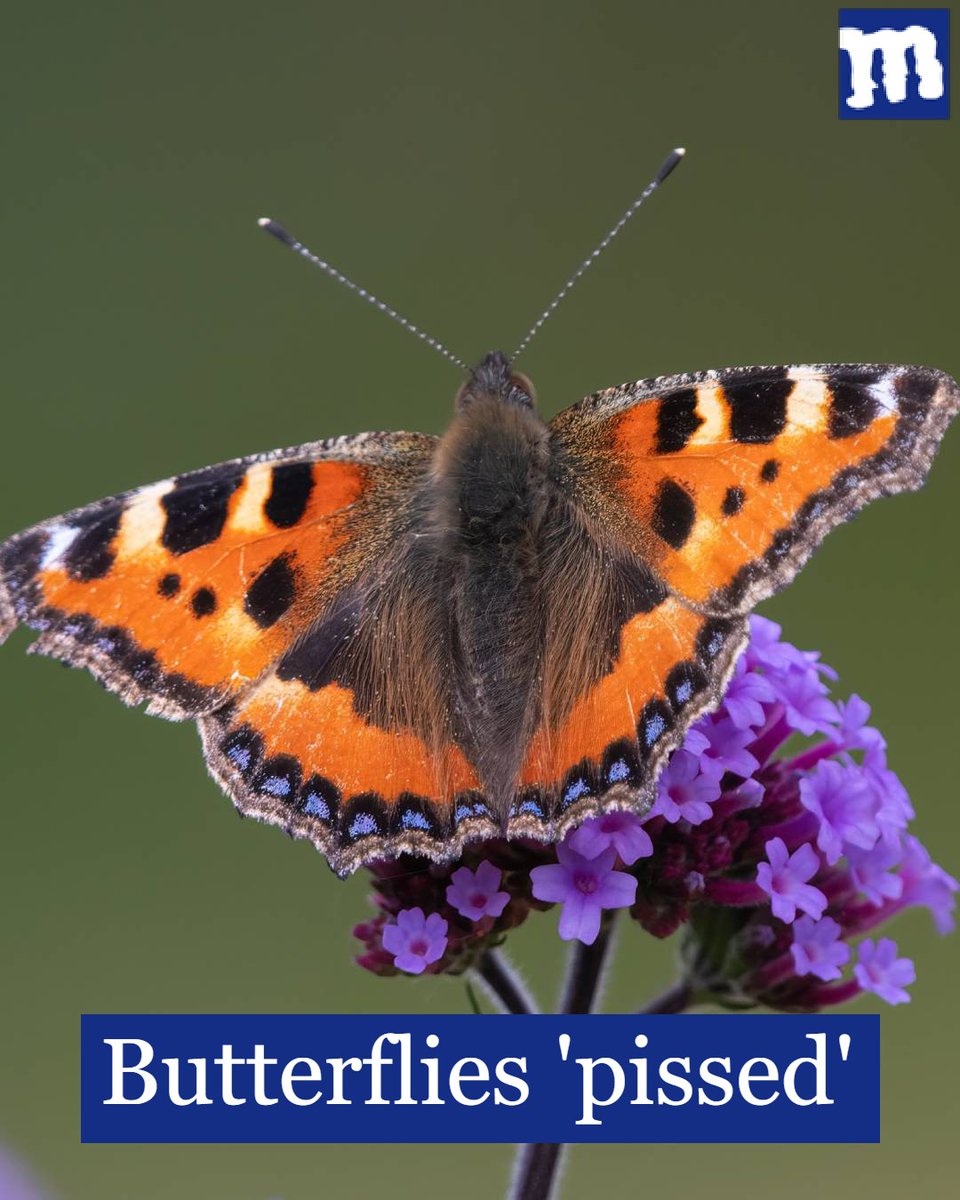 thedailymash's tweet photo. Butterflies 'pissed' ⬇️ https://t.co/maXjKV9r56