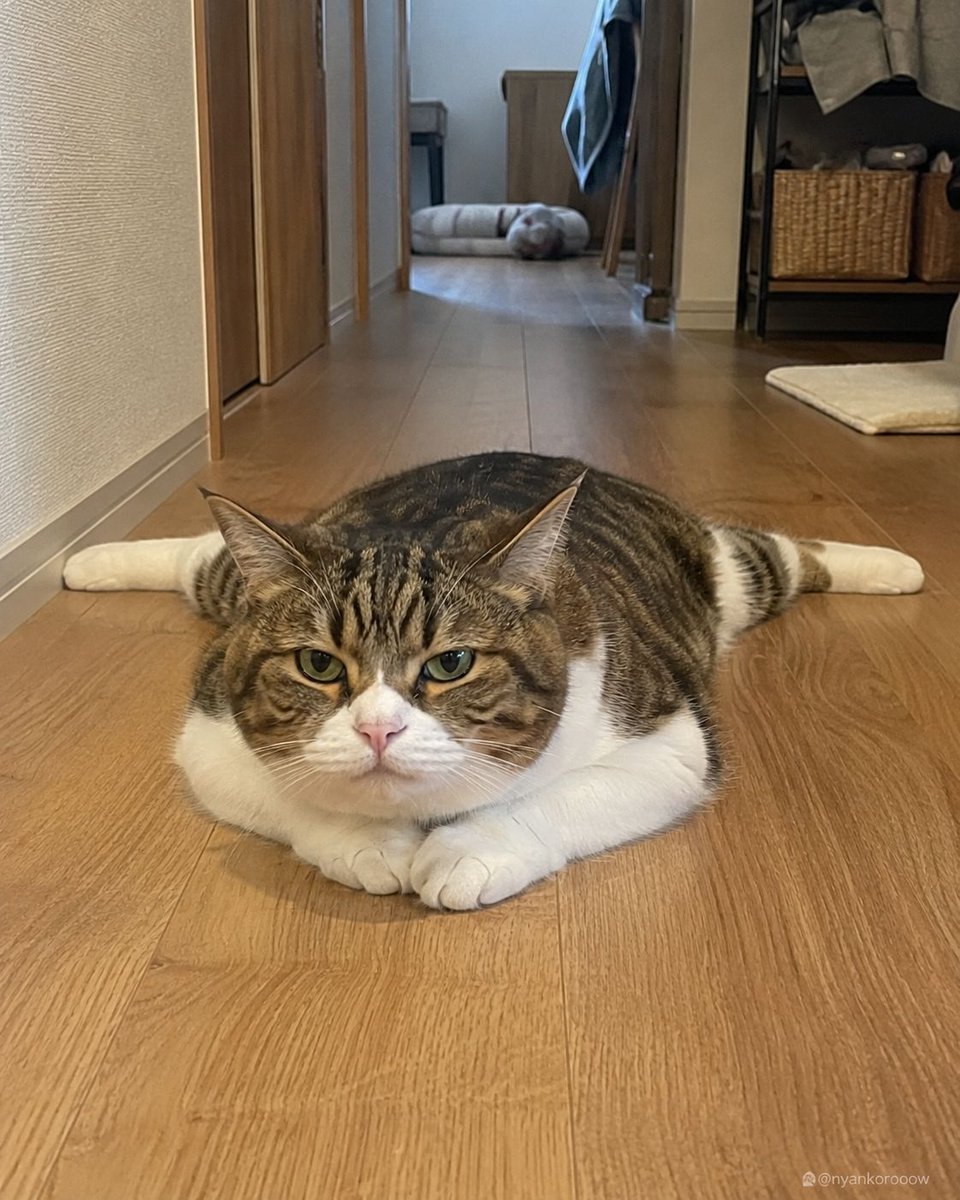 nyankorooow's tweet photo. これ、くつろいでるだけに見えます？それとも通せんぼしてるように見えます？ https://t.co/gTZPJaKLx7