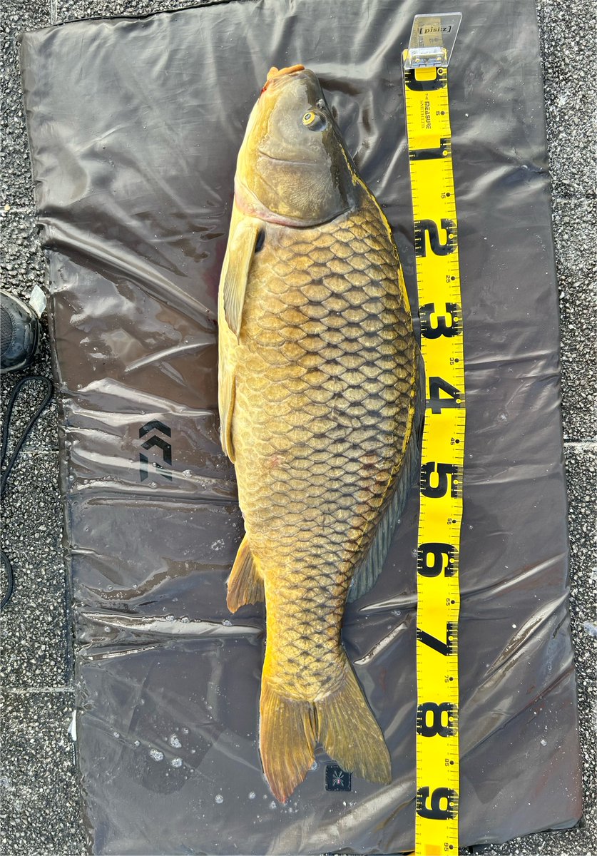 naocreo1's tweet photo. 【鯉釣り】琵琶湖, 2026/7/31(金), AM1:10-8:20, 担ぎ込み, 表水温:約33.6℃.
🔸真夏のコイ、2匹釣れました🏖️🍻♨️
🔸約90cm, 約58cm
🔸表水温は、昨年8/29の32.0℃での釣果(ポストあり)を上回り、自身の最高水温となりました📈
🔸虫除けスプレー、日焼け止め、高温多湿で皮膚はベタベタになりました🏖️ https://t.co/qqfWOw9jwp