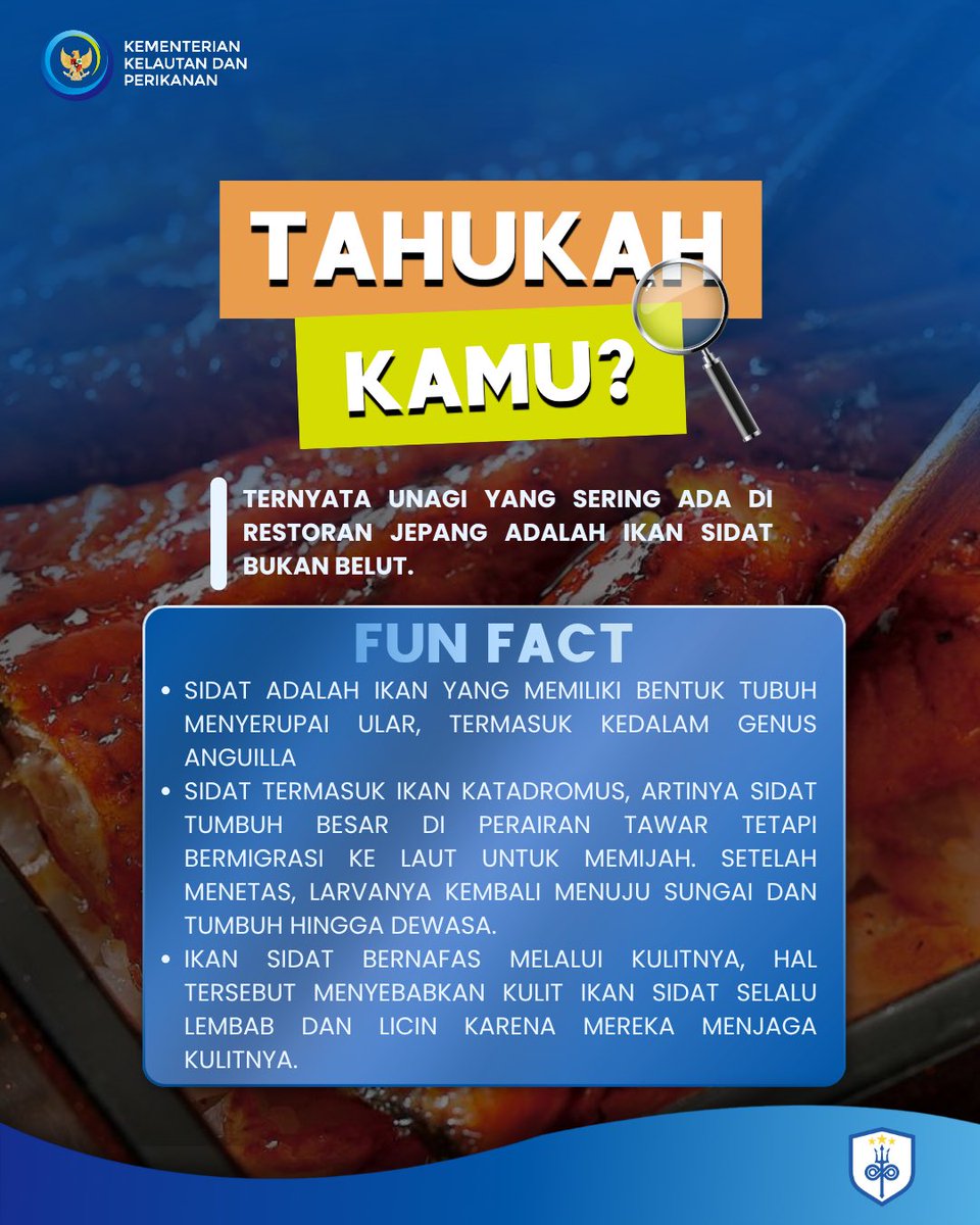 PERPUSKKP's tweet photo. Unagi itu belut? Eits, ternyata bukan!

Unagi yang populer dalam kuliner Jepang berasal dari ikan sidat, bukan belut . Walaupun sama-sama memiliki tubuh panjang dan licin, sidat dan belut adalah dua hewan yang berbeda.

#KKPMembaca
#SalamLiterasi
#Sidat https://t.co/tpJiakqZHj
