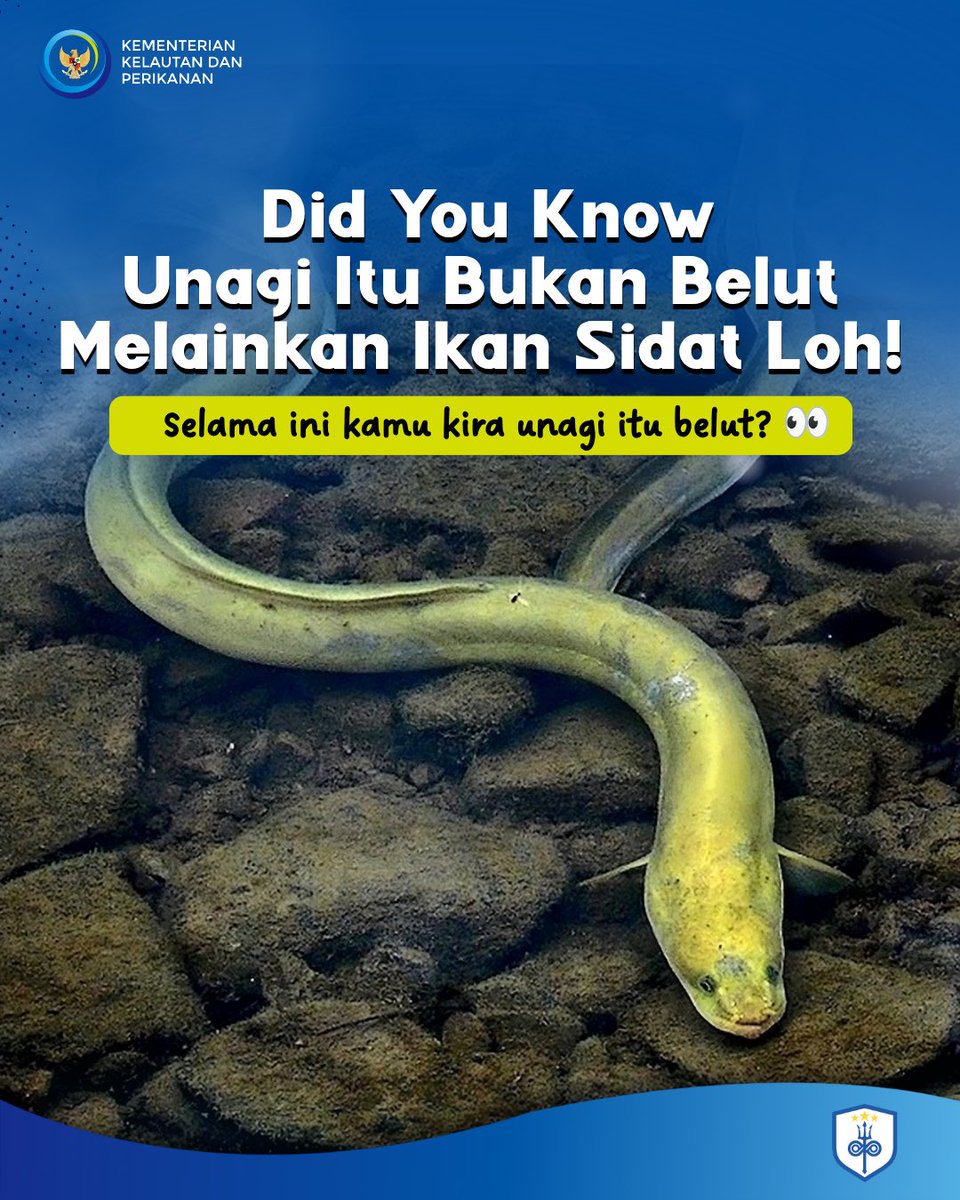 PERPUSKKP's tweet photo. Unagi itu belut? Eits, ternyata bukan!

Unagi yang populer dalam kuliner Jepang berasal dari ikan sidat, bukan belut . Walaupun sama-sama memiliki tubuh panjang dan licin, sidat dan belut adalah dua hewan yang berbeda.

#KKPMembaca
#SalamLiterasi
#Sidat https://t.co/tpJiakqZHj
