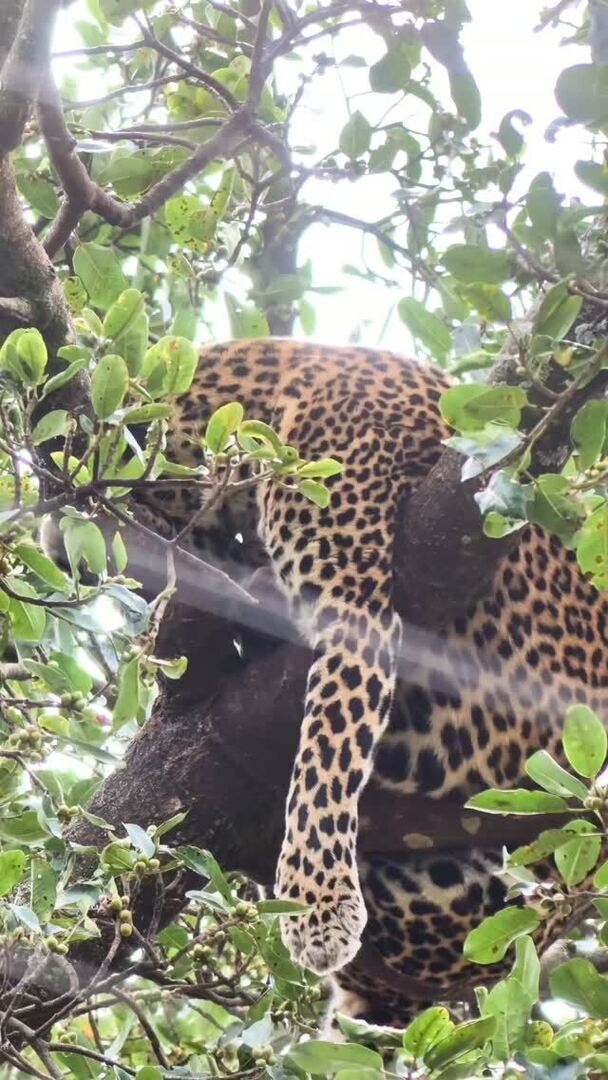 Robtheranger's tweet photo. Leopard, Nairobi Animal Orphanage, Nairobi National Park
Filmed with the Vivo X300 Pro Photographer Kit from @vivo_mobile_kenya
#nowfilming
#vivox300pro
#vivox300prophotography
#nairobinationalpark
#zebraplainscollection
Check out these special safa… https://t.co/Kemo4P5978 https://t.co/8D0Mg7SDII