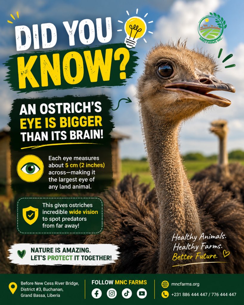 mncfarm's tweet photo. 👀 Amazing ostrich fact!

An ostrich’s eye is actually bigger than its brain. At about 5 cm (2 inches) across, it’s the largest eye of any land animal, helping these incredible birds spot danger from far away.

Follow MNC Farms for more amazing farm facts!

#Ostrich #NatureFacts https://t.co/iG7V7Q5dOr