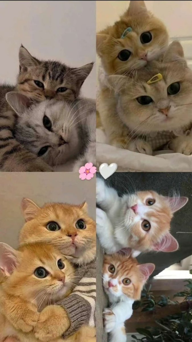 leumas_pet's tweet photo. Some friendships begin with a single paw. 🐾❤️
Bring home a companion that will fill your days with love, comfort, and unforgettable memories.
📍Leumas Pet World 📩 DM us to adopt or purchase.
#RadioXV #pet #cat #dogs #petcare. https://t.co/wNynDBBaN0