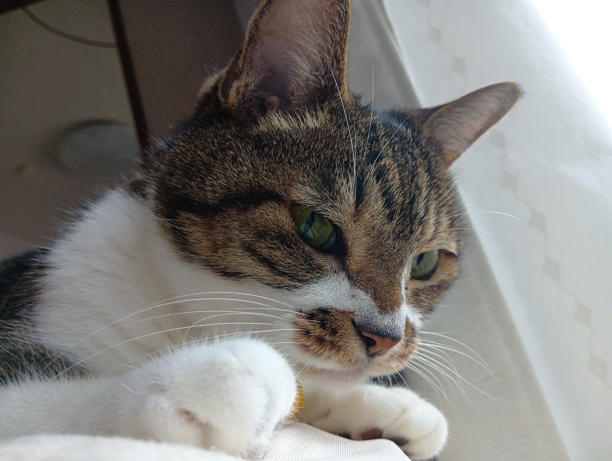 machabowling's tweet photo. うちのコは吐く前にちゃんと教えてくれる。「吐く吐く吐く吐く」って言ってから吐くので対応に余裕ができて助かる。
今日は洗い物の最中で危なかったけどｗ https://t.co/AC5OwjaxTv