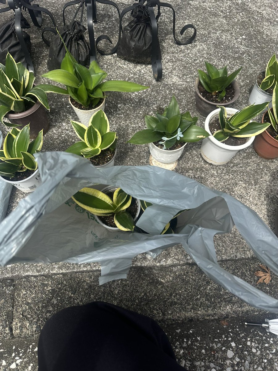 ___AIM___29____'s tweet photo. ご丁寧に植え替えの時期とビニール袋まで、、😭🙇‍♀️
大事に育てます🌱❣️❣️ https://t.co/LbTuf2gDu1
