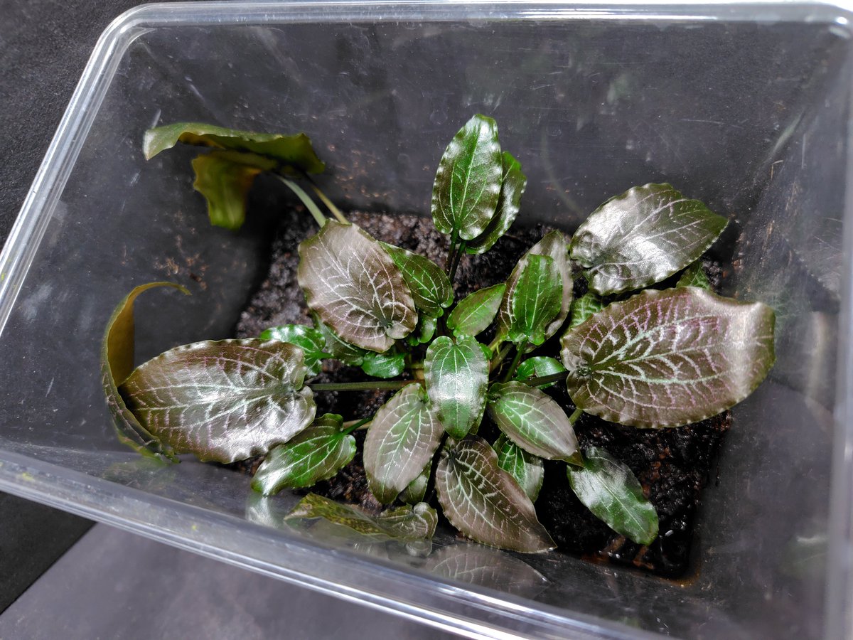 Cryptocoryne sp. Min-2 Philippines 【LA1223-01z】 小さいプラケで
