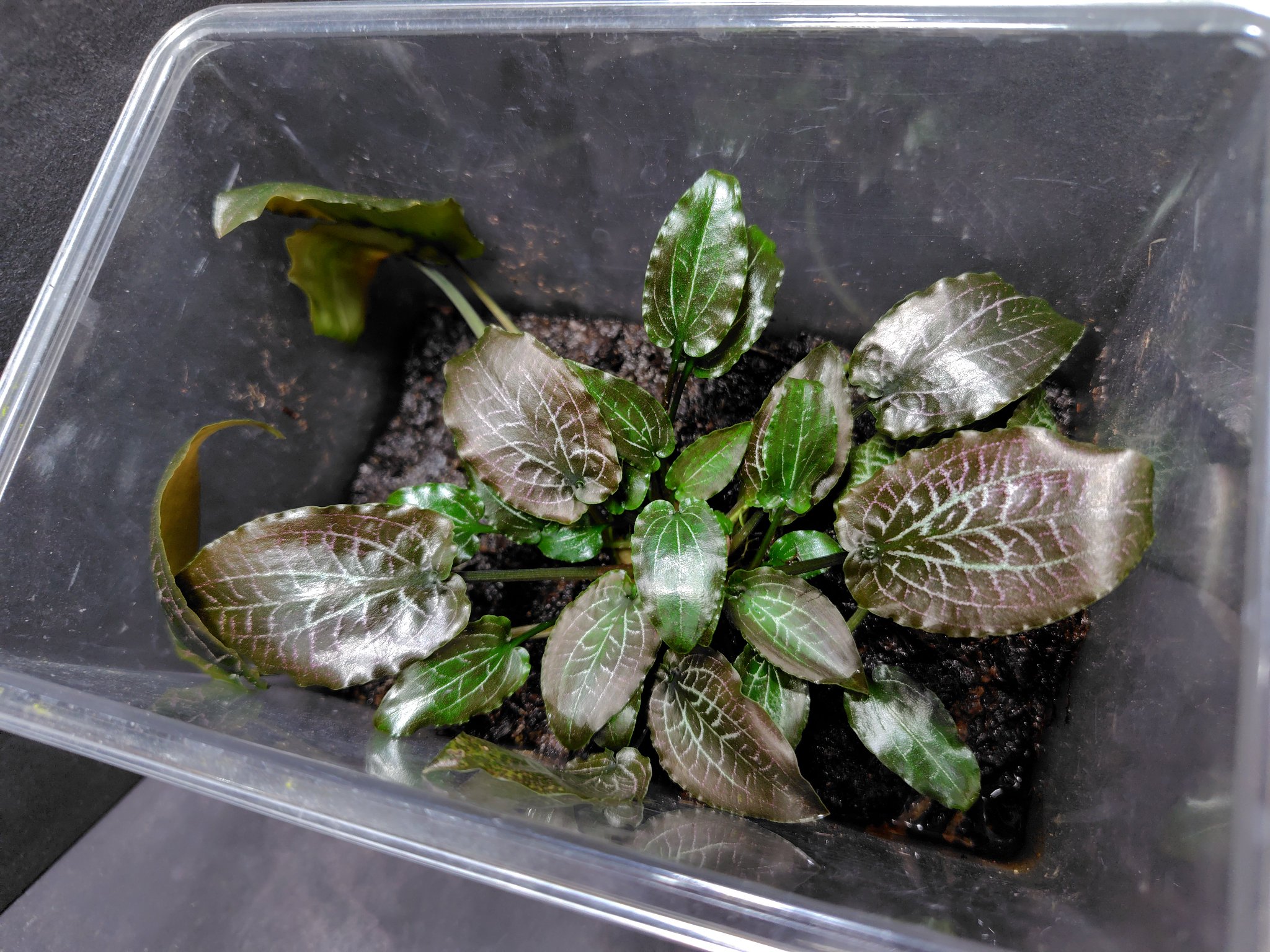 Cryptocoryne sp. Min-1 【LA1223-01z】子株 AQUA FORTUNE على X: 