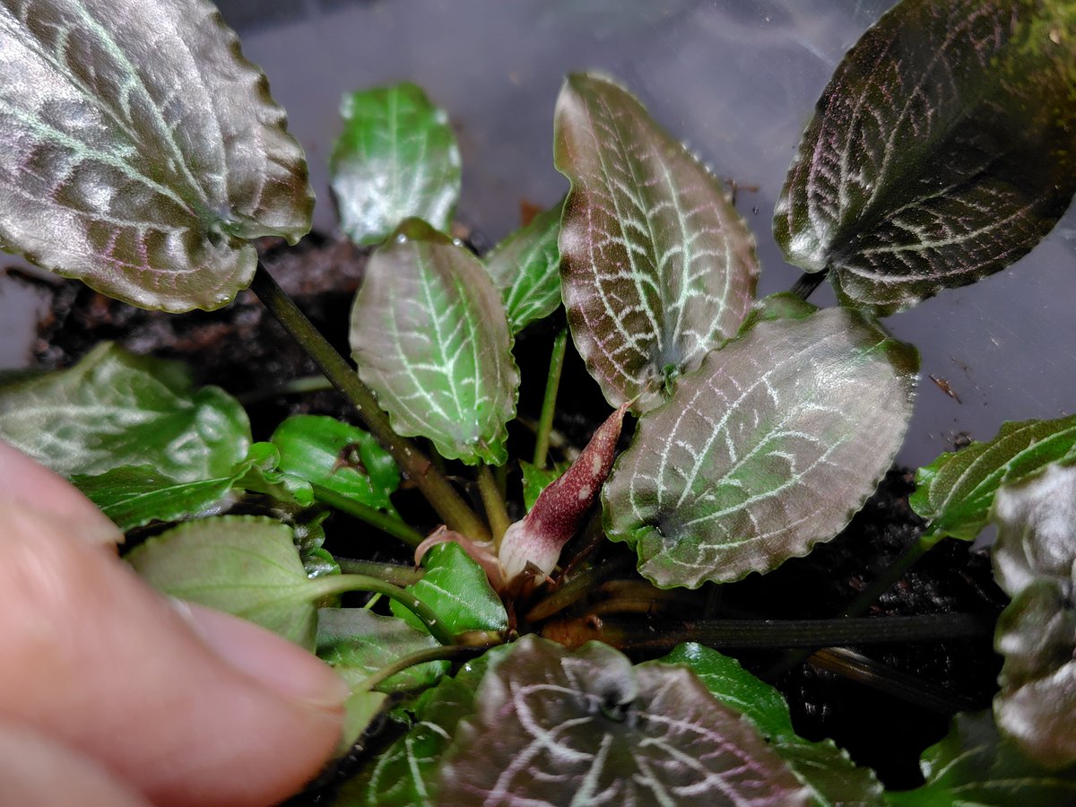 Cryptocoryne sp. Min-2 Philippines 【LA1223-01z】 小さいプラケで