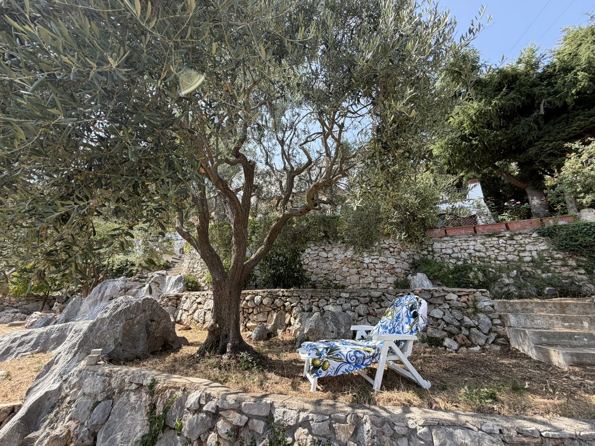 LorenaBaricalla's tweet photo. A place of many wonders, a place full of life…Regenerating under my olive tree, feeling its embrace full of wisdom and quiet🙏 #lorenabaricalla #lifestyle #regeneration #connection #nature https://t.co/LpTg7v2FE4