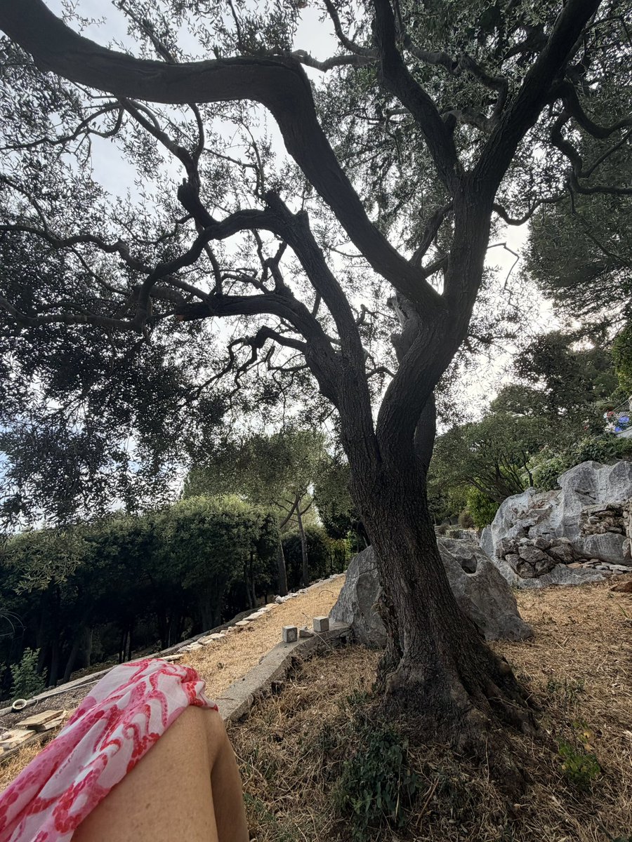 LorenaBaricalla's tweet photo. A place of many wonders, a place full of life…Regenerating under my olive tree, feeling its embrace full of wisdom and quiet🙏 #lorenabaricalla #lifestyle #regeneration #connection #nature https://t.co/LpTg7v2FE4