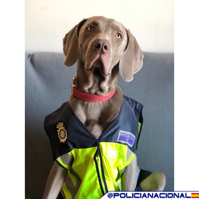 policia's tweet photo. 🐾 Ellos dependen de nosotros. Abandonar o maltratar a un animal tiene consecuencias

Si presencias un caso de #MaltratoAnimal o #Abandono, no mires hacia otro lado

📞 Llama al 091 y ayuda a quienes no pueden pedir auxilio

💙 Tu aviso puede cambiar su historia.

#ProtecciónAnimal #SomosTuPolicía