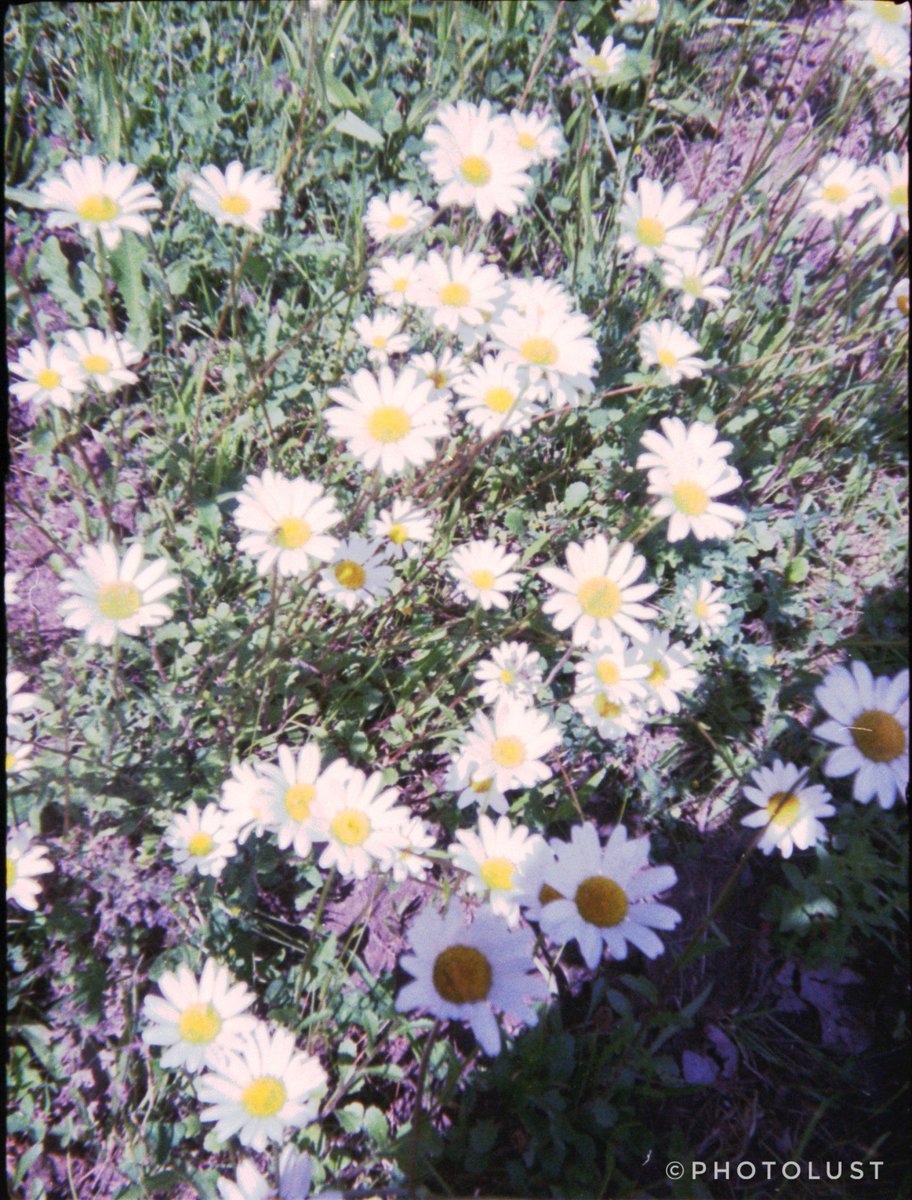photo_lust's tweet photo. #Analogue #Analoguephoto #Analoguephotography #Holga 
#Color #Colorphoto
#Nature #Flower

#FlowerFriday 

#Lomography
📷 #Holga135TIM
🎞️ #Kodak #UltraMax 400 https://t.co/n2CKKBpIh2