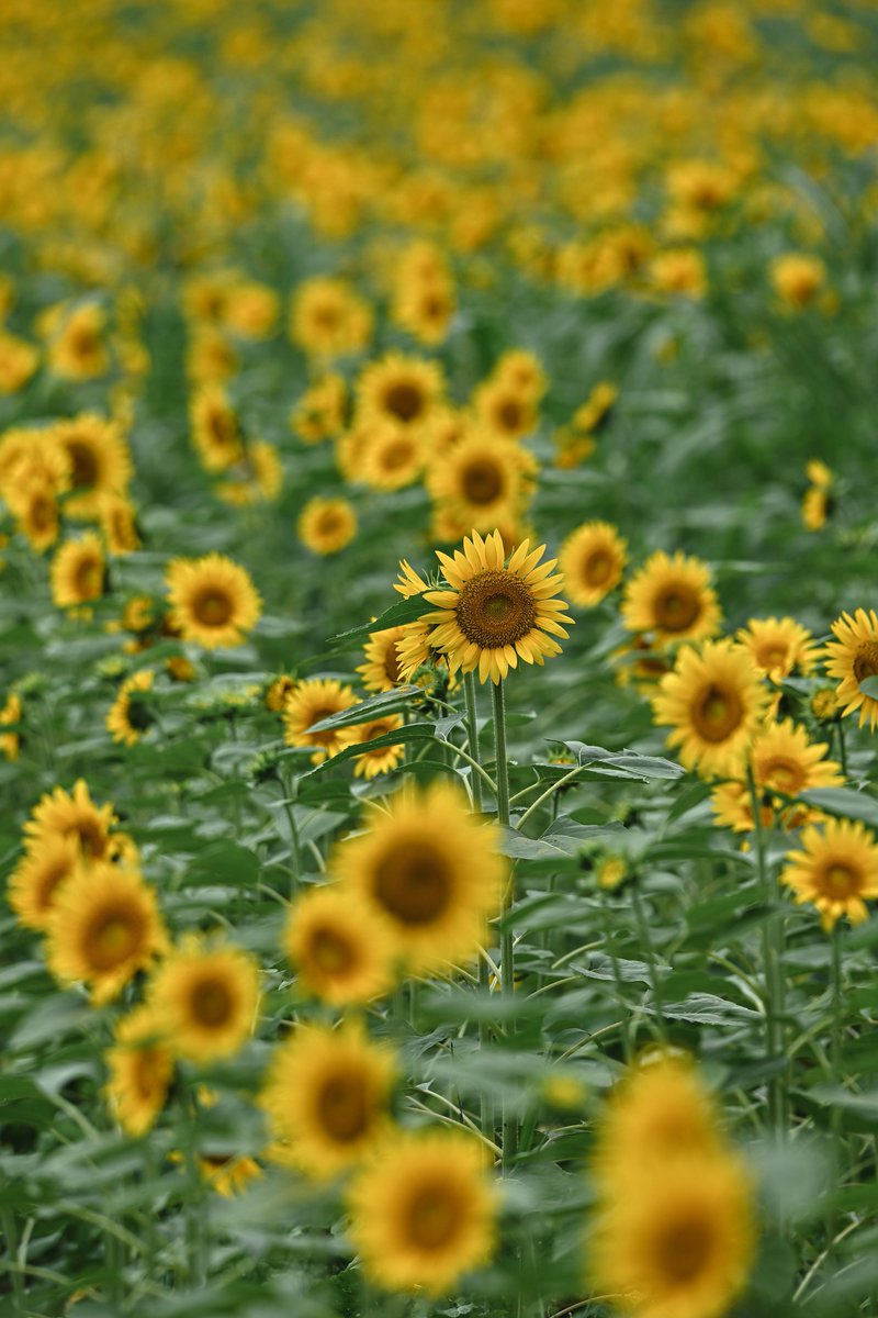 zseriesfx's tweet photo. 夏色に染まる

#写真好きな人と繋がりたい https://t.co/C2qBjPJlmM