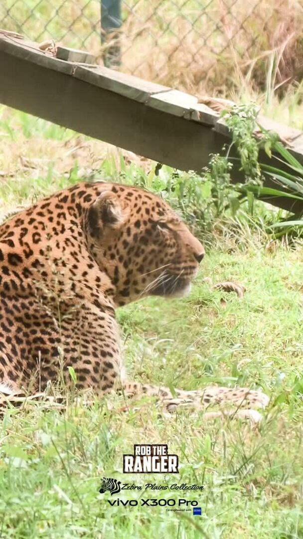 Robtheranger's tweet photo. A leopard named Talek. Nairobi Animal Orphanage, Nairobi National Park
Filmed with the Vivo X300 Pro Photographer Kit from @vivo_mobile_kenya
#nowfilming
#vivox300pro
#vivox300prophotography
#nairobinationalpark
#zebraplainscollection
Check out these… https://t.co/T3KPkwHUcC https://t.co/7h6JWbmDRr