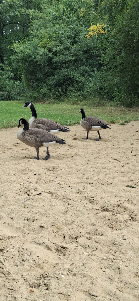 Thomas06422's tweet photo. Was ist den da los? Gänse, ganz zahm. https://t.co/haVlZOvcMS