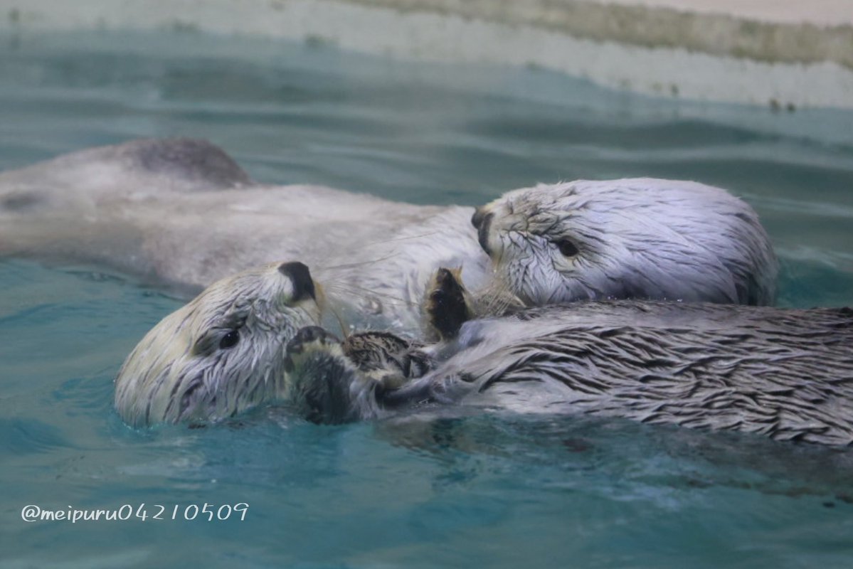 meipuru04210509's tweet photo. ベストフレンド🫶
#鳥羽水族館 #ラッコ #ラッコのキラちゃん #ラッコのメイちゃん https://t.co/Ca1hCcIEyk