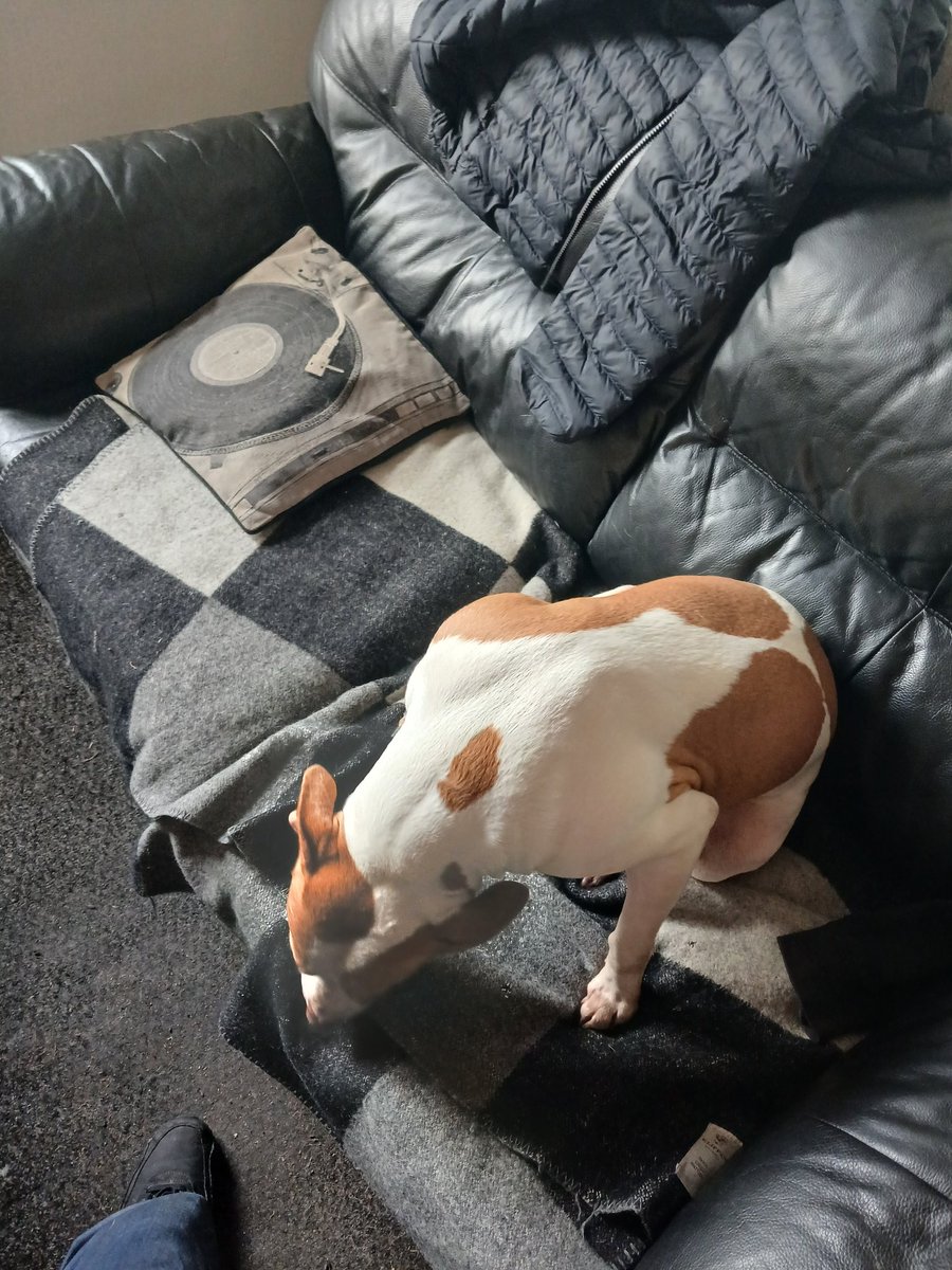 LDesesperes's tweet photo. Got Daisy & Dolly for a couple of hours, they're good doggos #Dugs https://t.co/IQblwHdT91