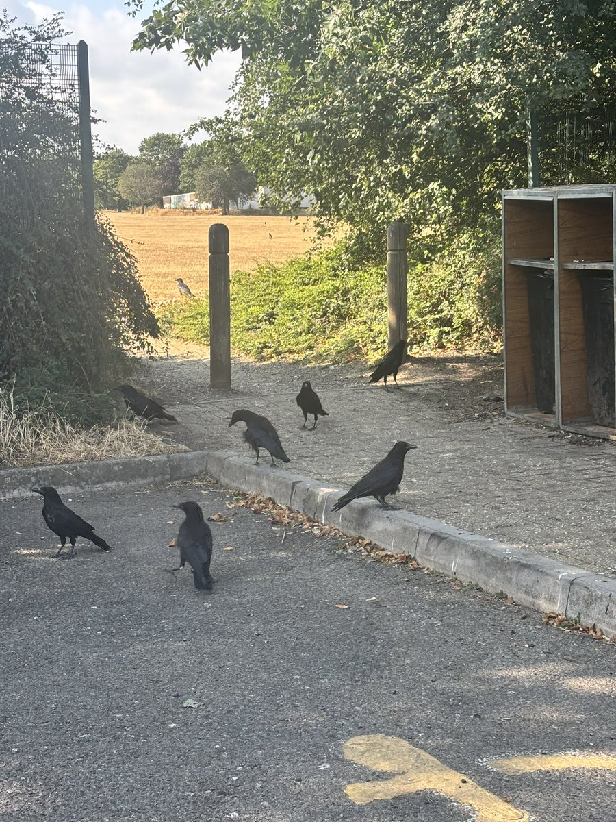 SafferTheGaffer's tweet photo. Queues for the banana/fig heavy feed this morning. The dog bowls are miraculously still there and after refilling them with water they had big drinks although you can’t see that from this new level of shite photography😂

#AnimalsCount 🦅❤️ https://t.co/YoawaZvxgv