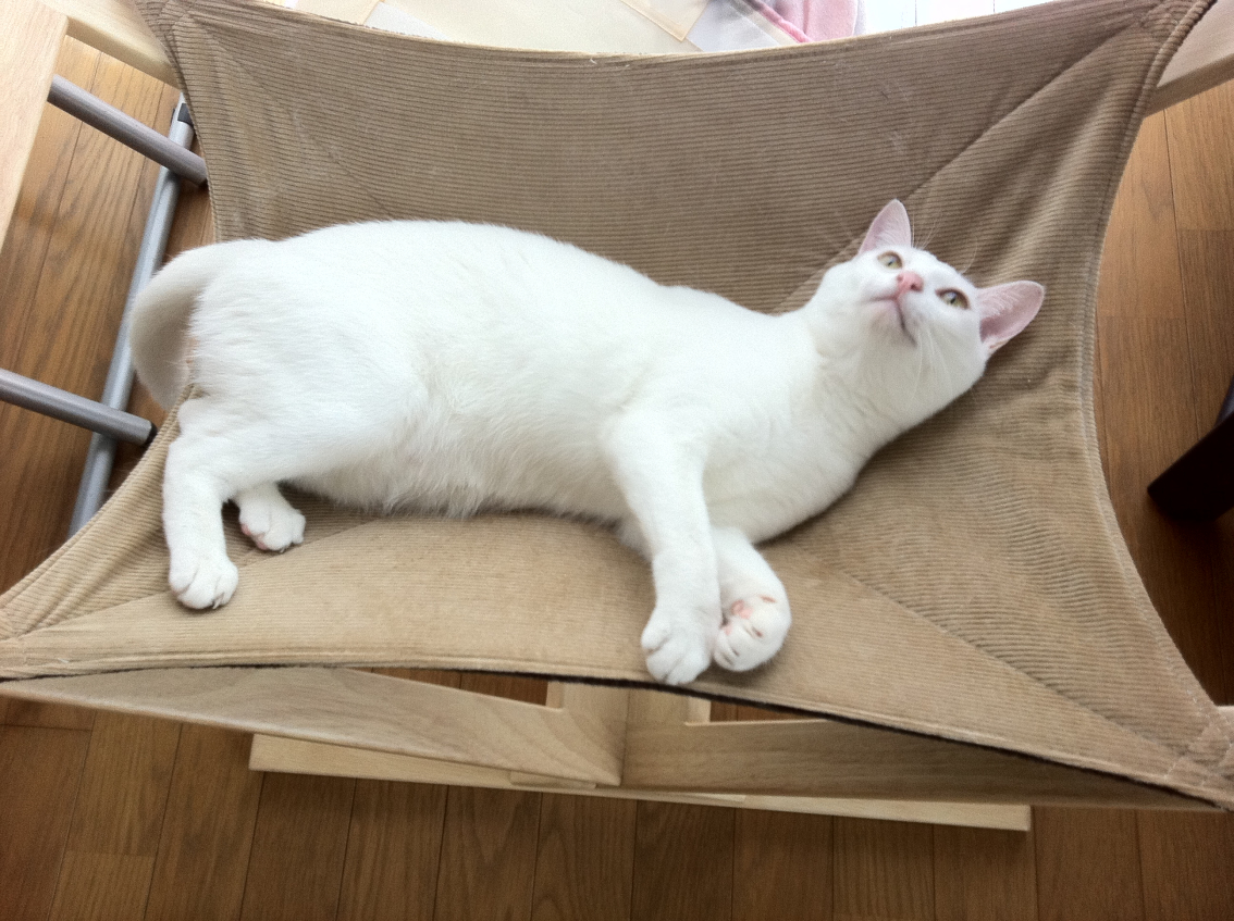 2en_matu's tweet photo. 奮発したハンモック、使ってくれたのは最初だけ😅
買ったものを使ってくれなくても「まぁ、猫だしなぁ…」と思えるようになりました。

単行本1巻発売中！こちらのキャンペーンは8/13までです🐈💕
#ニャンたるライフだ！
#猫と住んで変わったこと https://t.co/4FFMH3r2h6