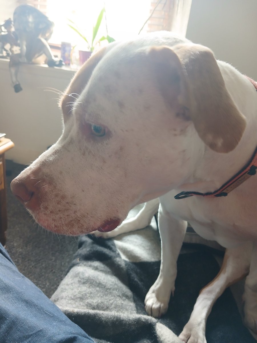 LDesesperes's tweet photo. Daisy's a good girl #Dugs https://t.co/F9XhrsNTG5