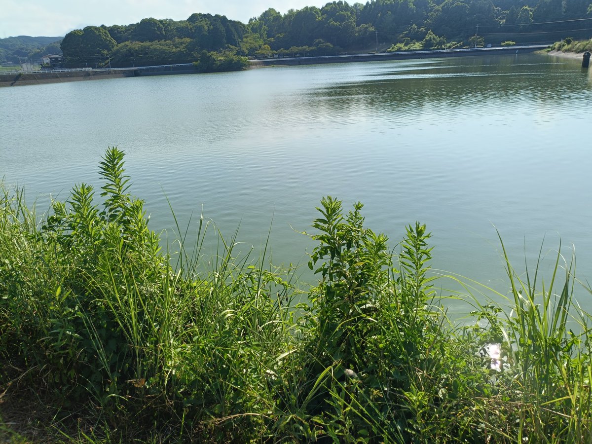 nabe_fishing's tweet photo. こんばんは🌠
今週も金曜日ですね〜
雨が降らず暑い一日でした🥵
しばらくは猛暑が続きそうです💦
明日はハラミちゃん、山形公演ですね〜
参戦されるお米さん、楽しんで下さい✨
今日も一日お疲れ様でした🍀 https://t.co/Yta29VaQ3S