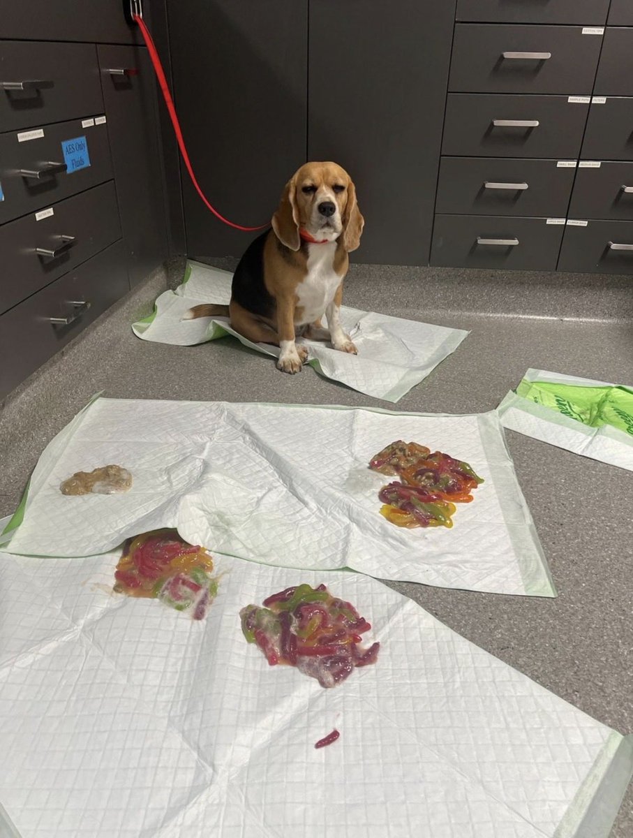 FlipF10p's tweet photo. Have you heard of Scooter? He ate 1.1kg of Jelly Snakes and has gone viral for it https://t.co/OUAWpf7QSw