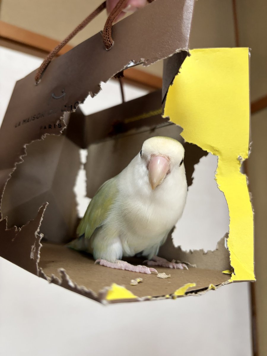 shilver2020's tweet photo. 紙袋こんなになっちゃった…

 #コザクラインコ
 #インコ https://t.co/ZPe97wzkj4