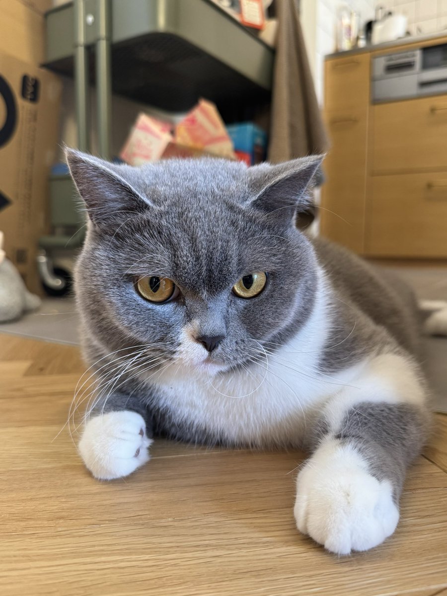 56thecat's tweet photo. ひるごろー
#ブリティッシュショートヘア
#猫好きさんと繋がりたい
#猫のいる暮らし
#BritishShorthair https://t.co/REVSegIAVs